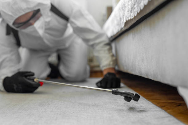 Professional Ant Control technician working in Holly Lake Ranch, TX